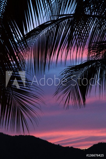 Bild på Silhouette of palm leaves